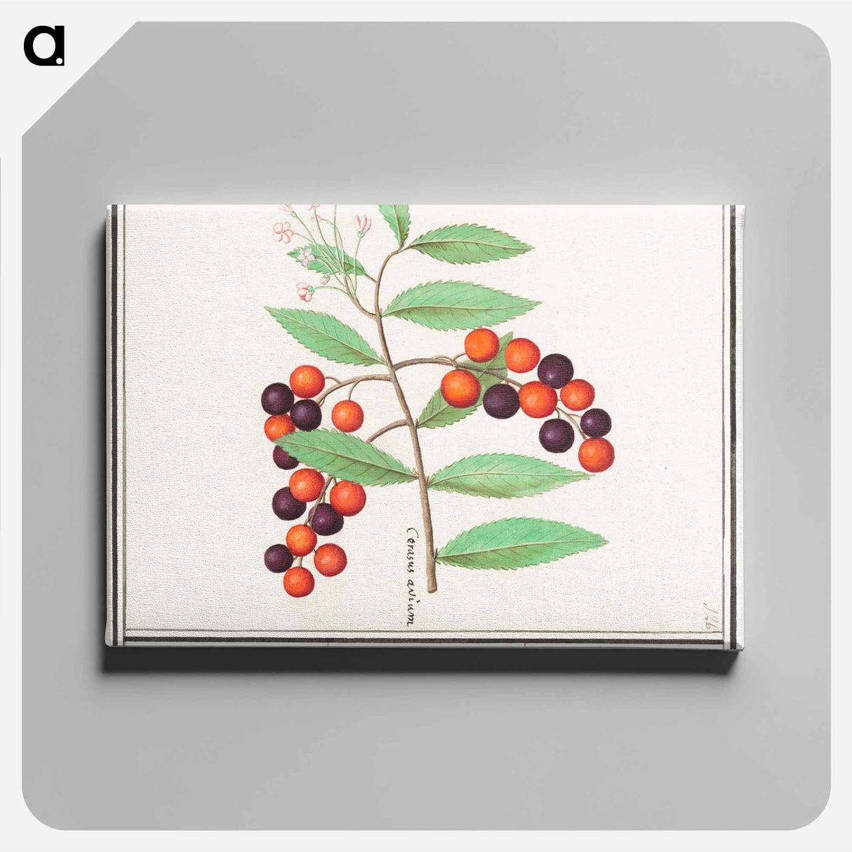 American bird cherry - アンセルムス ボエティウス デ ブート Canvas.
