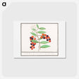 アートポストカード-American bird cherry - アンセルムス ボエティウス デ ブート Postcard.