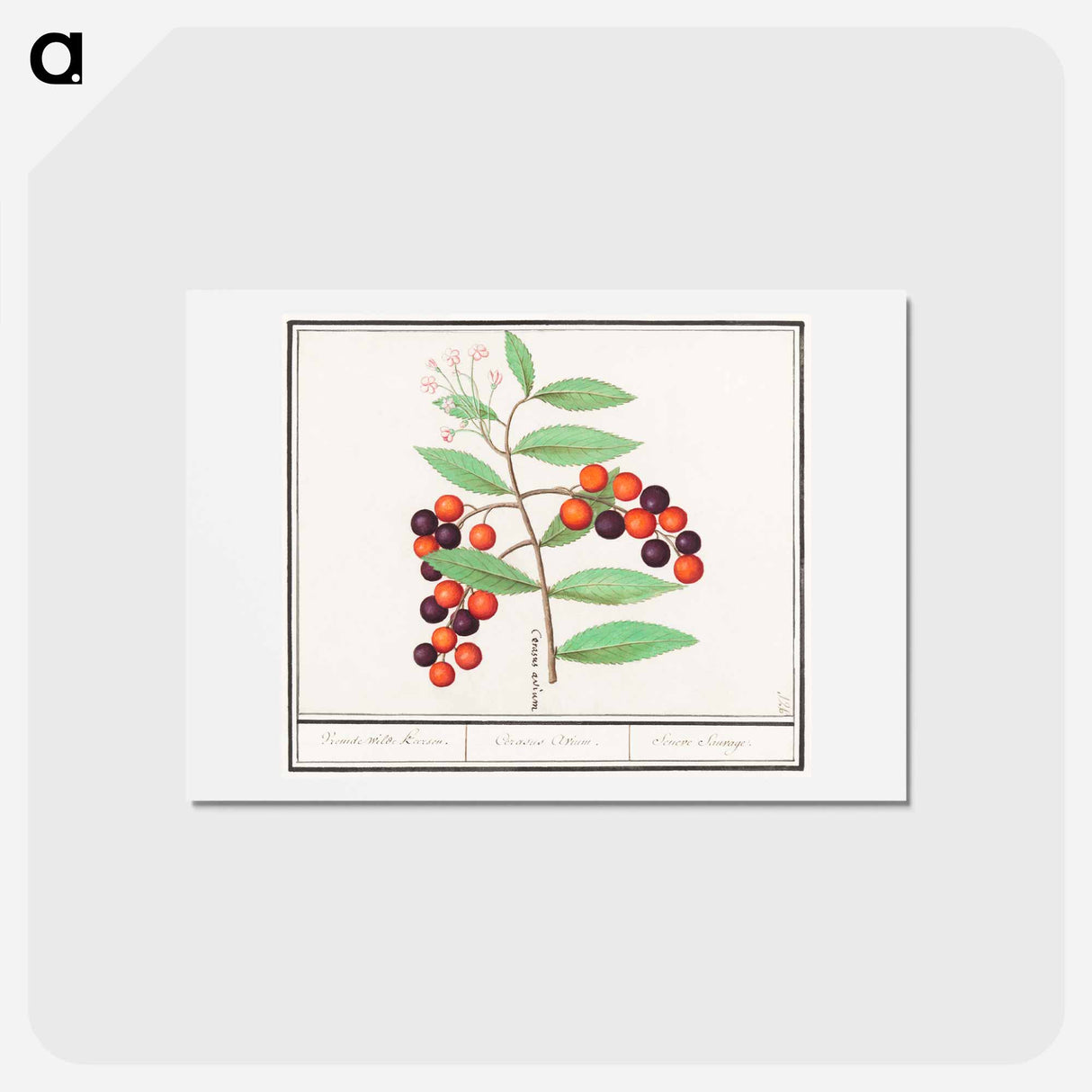 アートポストカード-American bird cherry - アンセルムス ボエティウス デ ブート Postcard.