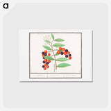 アートポストカード-American bird cherry - アンセルムス ボエティウス デ ブート Postcard.