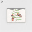 1-99_Anselmus-Boetius-de-Boodt_memo