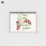 1-99_Anselmus-Boetius-de-Boodt_memo