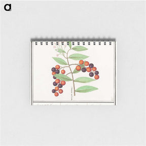1-99_Anselmus-Boetius-de-Boodt_memo