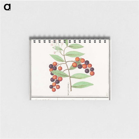1-99_Anselmus-Boetius-de-Boodt_memo