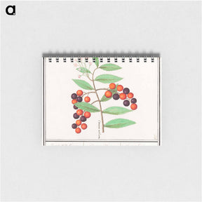 アートメモ帳-American bird cherry - アンセルムス ボエティウス デ ブート Memo.