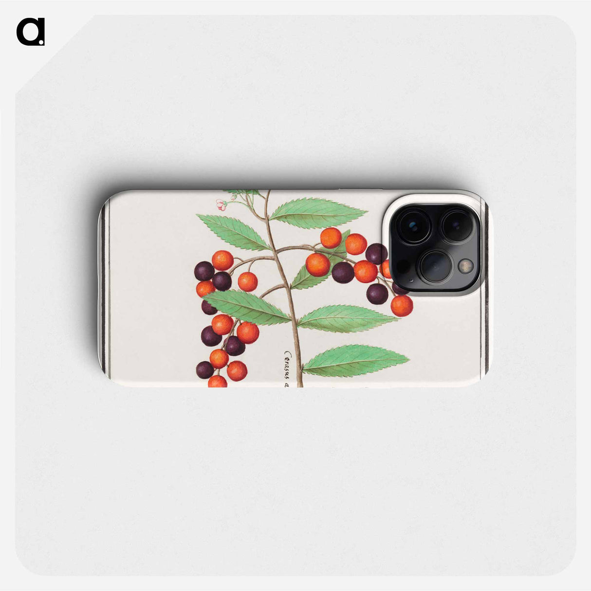 American bird cherry - アンセルムス ボエティウス デ ブート Phone Case.