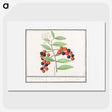 1-99_Anselmus-Boetius-de-Boodt_picture