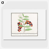 1-99_Anselmus-Boetius-de-Boodt_picture