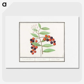1-99_Anselmus-Boetius-de-Boodt_picture