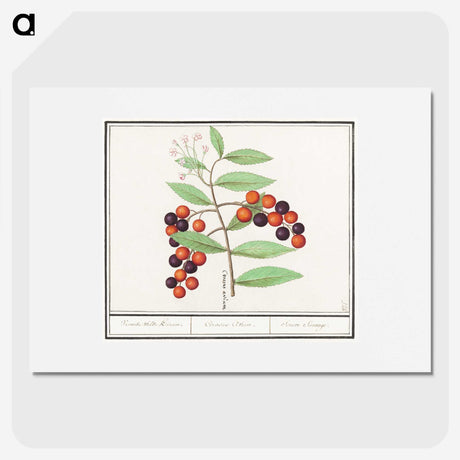 1-99_Anselmus-Boetius-de-Boodt_picture