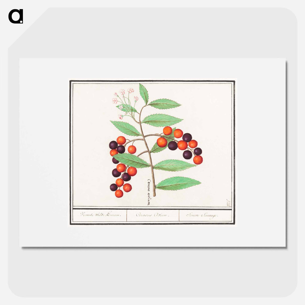 American bird cherry - アンセルムス ボエティウス デ ブート Poster.