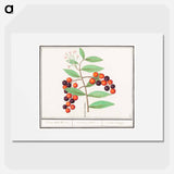 American bird cherry - アンセルムス ボエティウス デ ブート Poster.