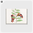 1-99_Anselmus-Boetius-de-Boodt_postcard