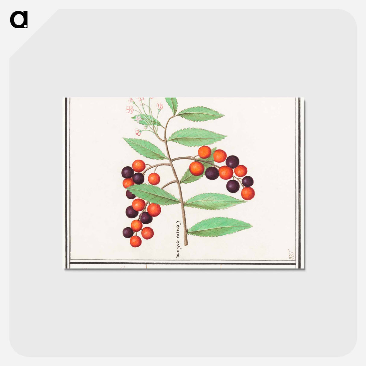 アートポストカード-American bird cherry - アンセルムス ボエティウス デ ブート Postcard.