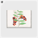 アートポストカード-American bird cherry - アンセルムス ボエティウス デ ブート Postcard.