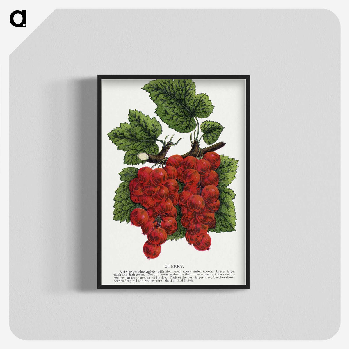 1-99_Botanical-Specimen-Plates_blk-crop