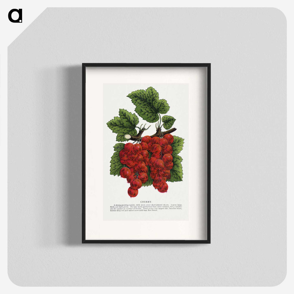 1-99_Botanical-Specimen-Plates_blk