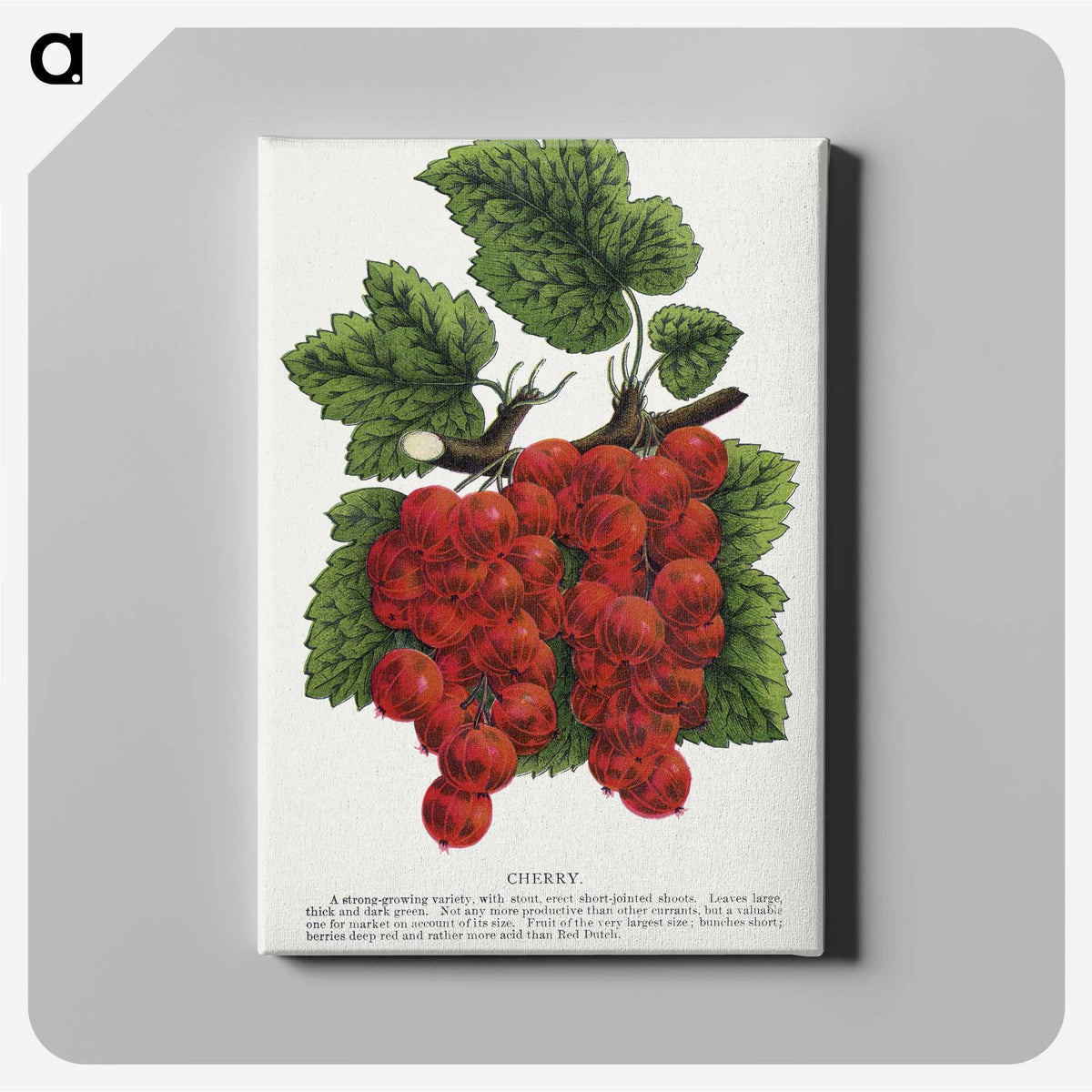 1-99_Botanical-Specimen-Plates_canvas