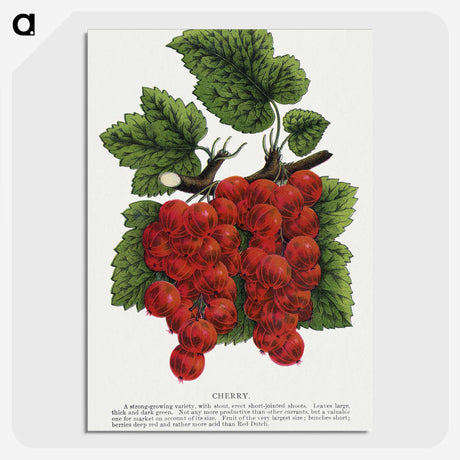 1-99_Botanical-Specimen-Plates_picture-crop