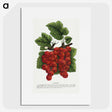 1-99_Botanical-Specimen-Plates_picture