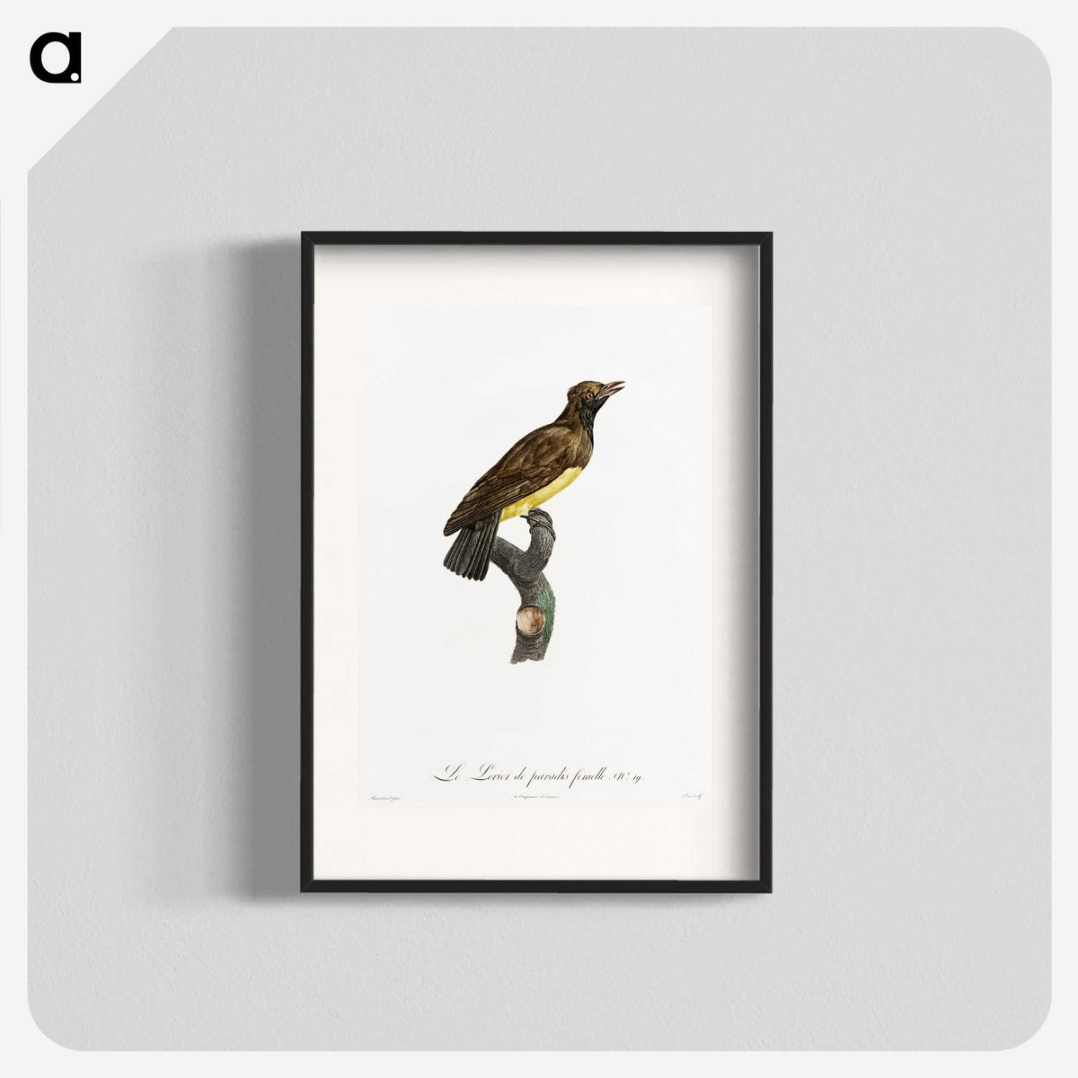 1-99_Des-Oiseaux-de-Paradis_blk