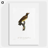 1-99_Des-Oiseaux-de-Paradis_picture