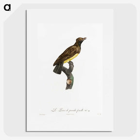 1-99_Des-Oiseaux-de-Paradis_picture