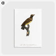 1-99_Des-Oiseaux-de-Paradis_postcard