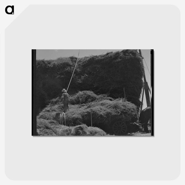1-99_Dorothea-Lange_postcard