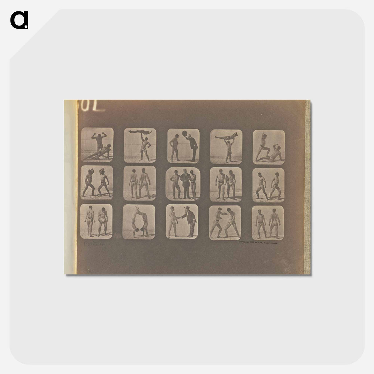 アートポストカード-Posturing
 - エドワード マイブリッジ Postcard.