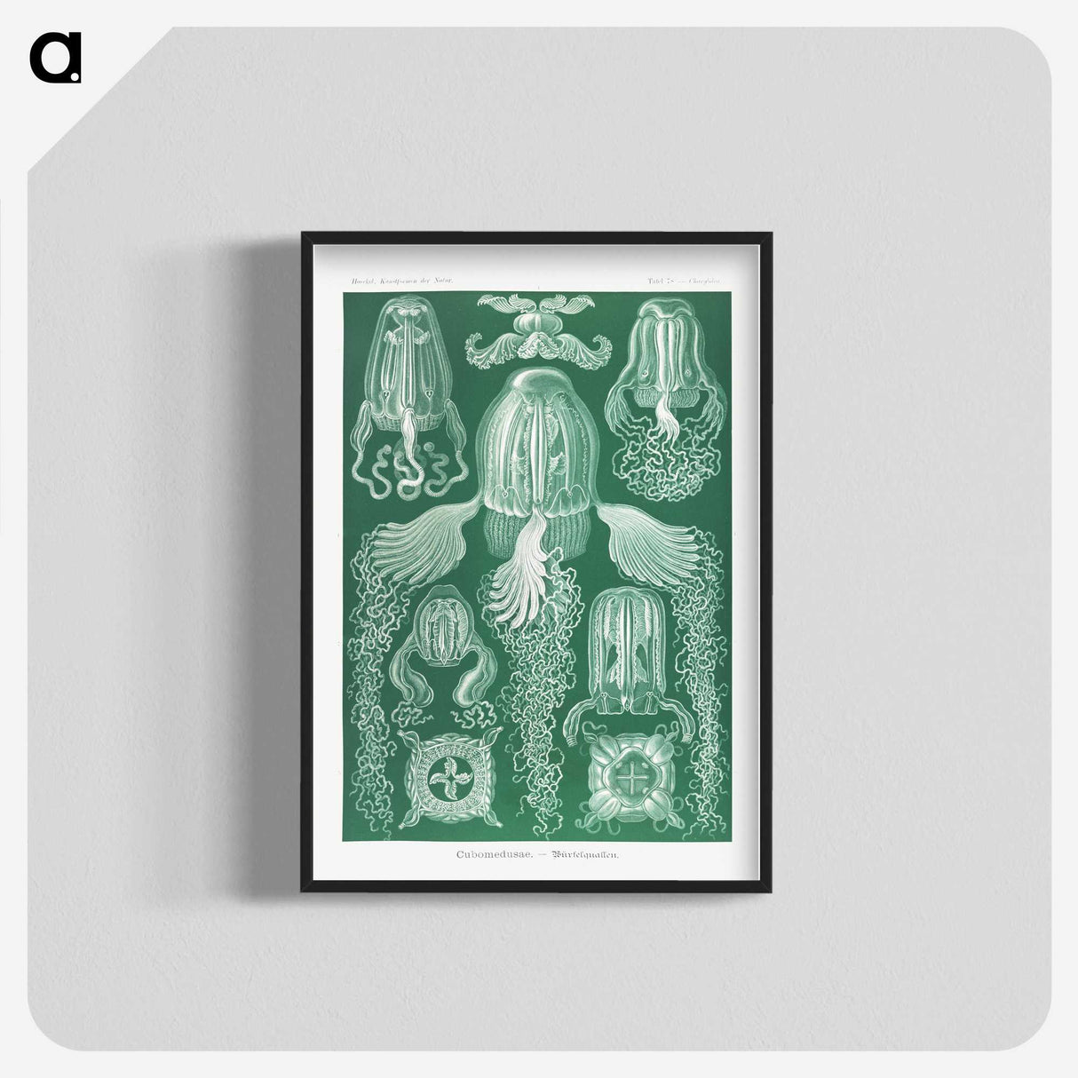 1-99_Ernst-Haeckel_blk-crop