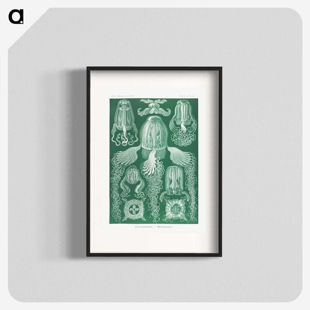 1-99_Ernst-Haeckel_blk