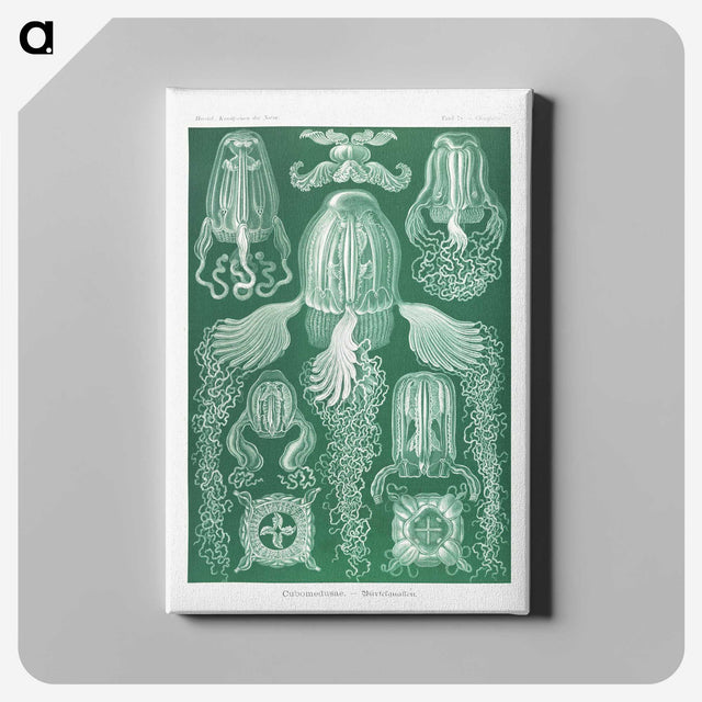 1-99_Ernst-Haeckel_canvas