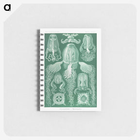 1-99_Ernst-Haeckel_memo