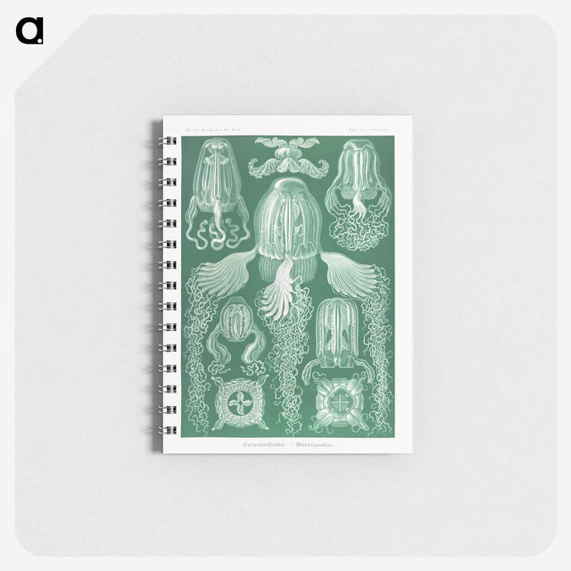 1-99_Ernst-Haeckel_memo