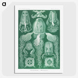 1-99_Ernst-Haeckel_picture-crop