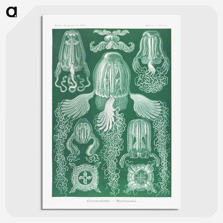 1-99_Ernst-Haeckel_picture-crop
