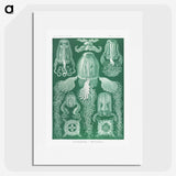 1-99_Ernst-Haeckel_picture