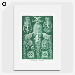 1-99_Ernst-Haeckel_picture