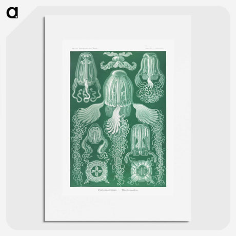 1-99_Ernst-Haeckel_picture