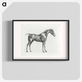アートポスター-The Anatomy of the Horse
 - ジョージ スタッブス Poster.