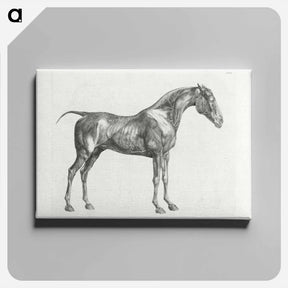 アートパネル-The Anatomy of the Horse
 - ジョージ スタッブス Canvas.