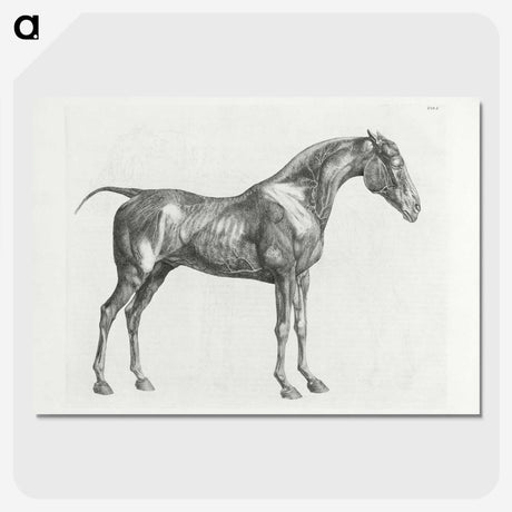 1-99_George-Stubbs_picture-crop