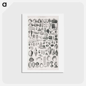 アートポストカード-Conchology
 - ゴールドスミスの生き生きとした自然 Postcard.