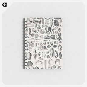 アートメモ帳-Conchology
 - ゴールドスミスの生き生きとした自然 Memo.