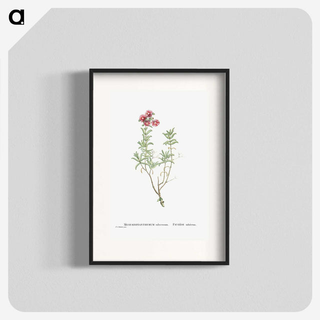 1-99_Histoire-des-Plantes-Grasses_blk