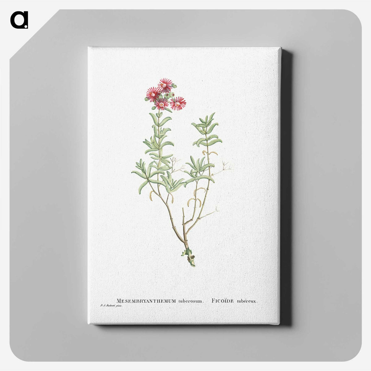 1-99_Histoire-des-Plantes-Grasses_canvas