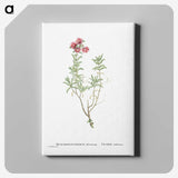 1-99_Histoire-des-Plantes-Grasses_canvas