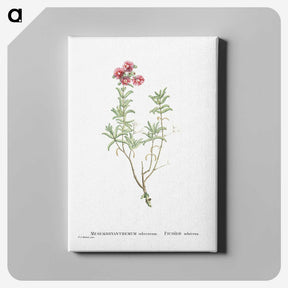 1-99_Histoire-des-Plantes-Grasses_canvas