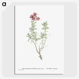 1-99_Histoire-des-Plantes-Grasses_picture-crop